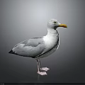 Gray and White Seagull Standing with Yellow Beak and Pink Feet on Gray Background