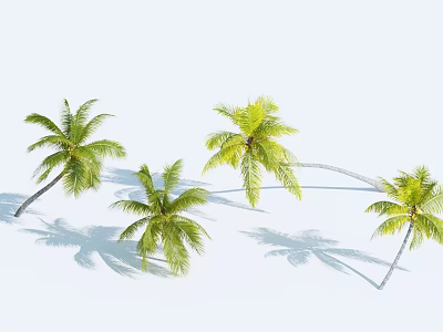 Several Green Palm Trees With Lush Fronds And Shadows On White Background 3d model