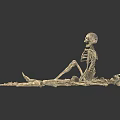 3D Rendered Human Skeleton Models Displaying Sitting And Lying Organ Structures