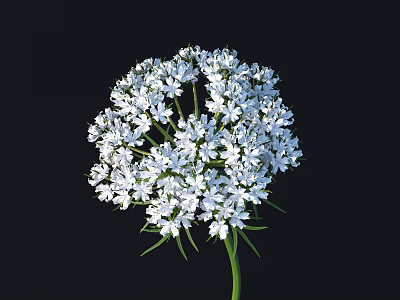 White Flowers in Round Cluster with Green Stems and Leaves on Black Background 3d model