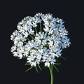 White Flowers in Round Cluster with Green Stems and Leaves on Black Background