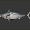 Fresh Tuna Fish With Silver Body Black Eyes And Fins On Surface