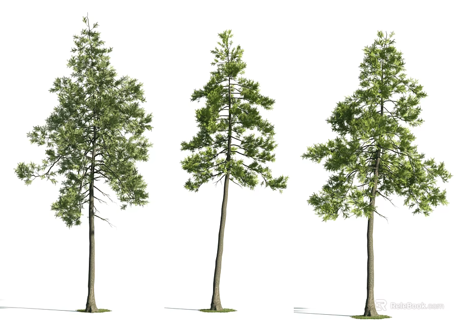 Three Green Arbor Trees With Straight Trunks Lush Foliage And White Background 3d model 