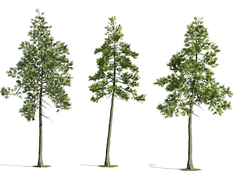 Modern Pine 3d model