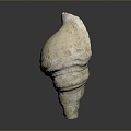 conch bone snail snail field snail shellfish marine animal fish freshwater fish marine fish animal 3d model