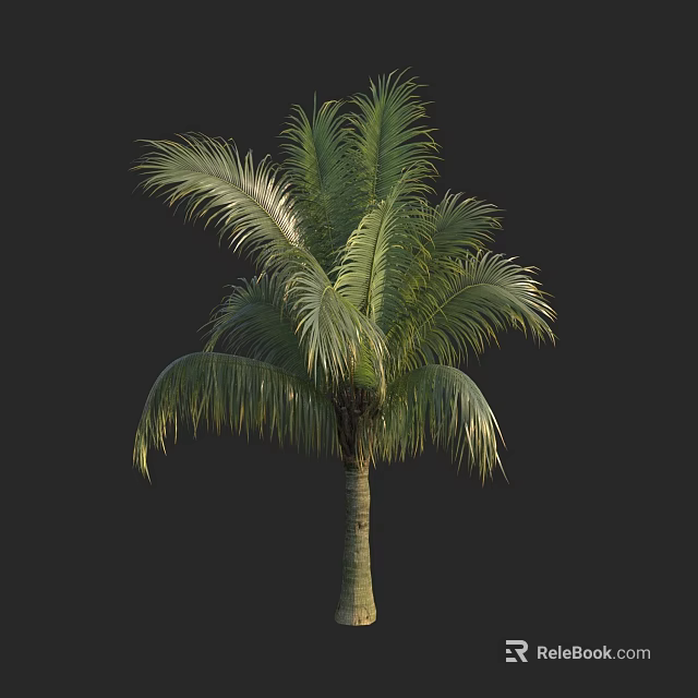 Tall Palm Tree With Lush Green Feathery Fronds And Straight Trunk 3d model 