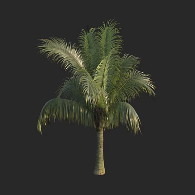 Tall Palm Tree With Lush Green Feathery Fronds And Straight Trunk 3d model