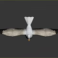 White Seagull with Spread Wings Orange Beak and Feet on Smooth Surface with Reflection