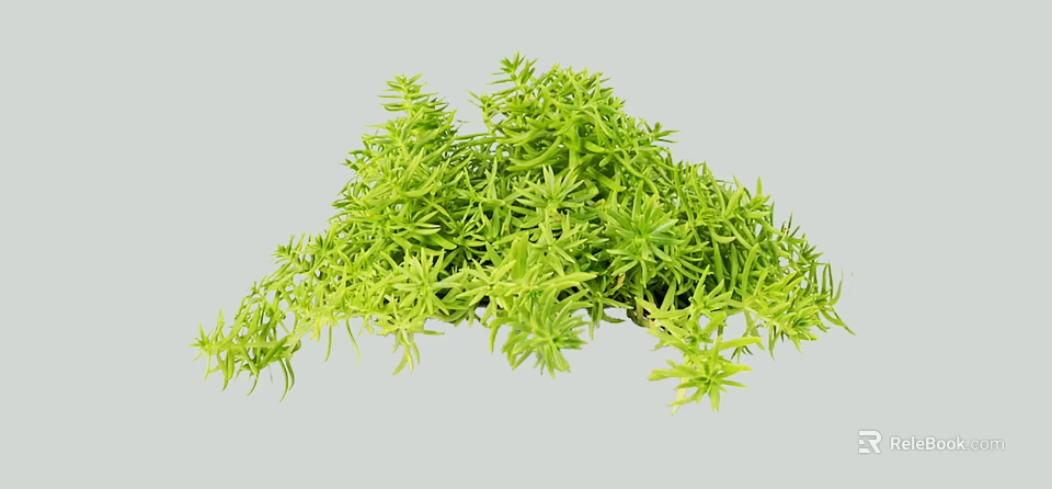 Vibrant Green Lush Shrub With Dense Healthy Foliage For Outdoor Garden Landscaping 3d model 