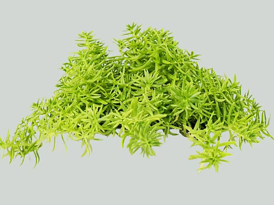 Vibrant Green Lush Shrub With Dense Healthy Foliage For Outdoor Garden Landscaping 3d model