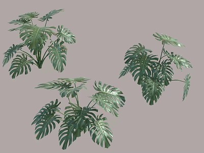 Bonsai Potted Plants With Lush Monstera Leaves And Green Foliage For Indoor Decor 3d model