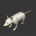 Realistic 3D Opossum Model With Gray Fur Pink Nose And Long Tail On Dark Background