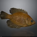 Orange Fish With Detailed Scales And Textured Fins On Gray Background With Reflection