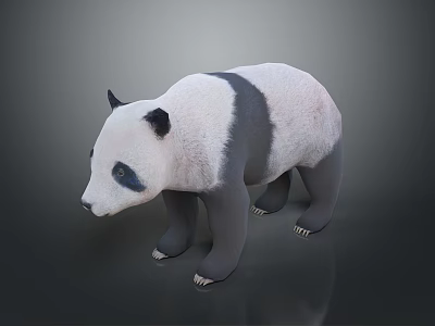 Realistic 3D Panda Model With Black And White Fur Standing Pose 3d model