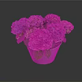 Colorful Hydrangea Flowers Arrangement In Metal Pot With Purple Pink Blooms And Green Leaves