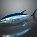 Sleek Tuna Fish With Blue Silver Body Black Fins And Tail On Dark Background