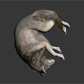 Gray and White Wolf Lying on White Surface with Extended Limbs and Relaxed Pose