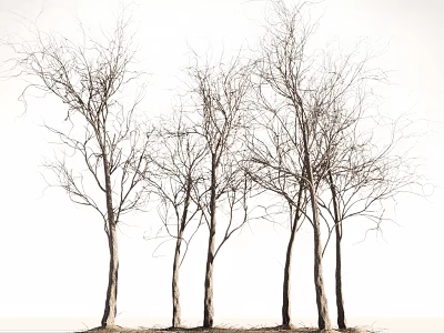 Multiple Leafless Trees with Slender Trunks Standing Tall Together Against White Background 3d model