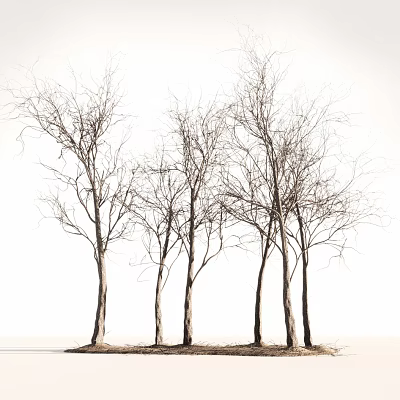 Multiple Leafless Trees with Slender Trunks Standing Tall Together Against White Background 3d model