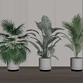 Various Decorative Indoor Potted Plants In White Planters With Gold Bases