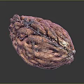 Natural Walnut with rough brown shell and detailed texture on dark reflective background