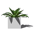 Stylish Bonsai Potted Plant With Square Gray Pot And Green Leaves