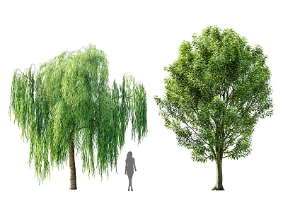 Weeping Willow Arbor and Broadleaf Tree with Silhouette Figure Showing Different Crown Shapes 3d model