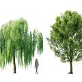 Weeping Willow Arbor and Broadleaf Tree with Silhouette Figure Showing Different Crown Shapes