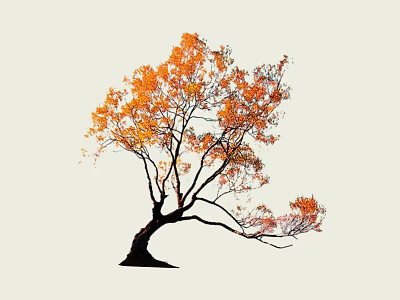 Graceful Arbor With Orange Autumn Leaves And Slender Branches On Light Background 3d model