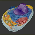 3D Rendered Eukaryotic Cell Structure With Organelles Nucleus And Mitochondria