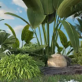 Vibrant Green Shrub in Tropical Garden With Large Leaves Stone and Lush Foliage Accents
