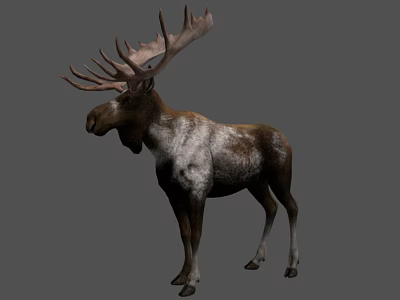 Realistic Moose With Large Antlers And Brown White Fur Standing 3d model
