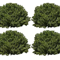 Four Green Lush Round Shrubs With Dense Foliage For Garden Landscaping