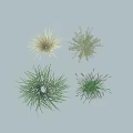 Various Ornamental Grasses With Green Purple and Beige Foliage Types