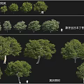 Collection of Various Arbor Species Including American Honeylocust and Ivory Red Japanese Lilac