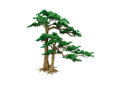 Lush Green Double Trunk Pine Tree With Dense Foliage And Exposed Roots 3d model