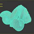 Detailed Ancient Marine Ammonite Fossils With Spiral Shell Structures And Varied Colors