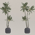 potted plant 3d model