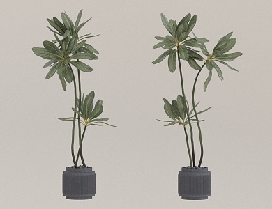 potted plant 3d model