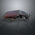 Shiny Dark Beetle With Orange Tipped Legs On Gray Gradient Background 3d model