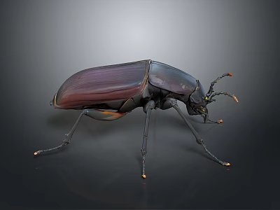 Shiny Dark Beetle With Orange Tipped Legs On Gray Gradient Background 3d model
