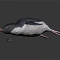Black and White Penguin with Tufted Head and Orange Beak in Studio