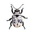Artistic White Ceramic Beetle With Blue Pattern And Detailed Design