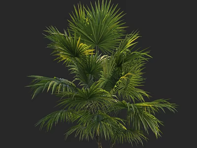 Lush Palm Tree Featuring Green Wide Fronds And Yellow Leaf Accents 3d model