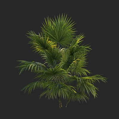 Lush Palm Tree Featuring Green Wide Fronds And Yellow Leaf Accents 3d model
