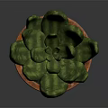 Succulent Plant with Green Spotted Fleshy Leaves in Rustic Terracotta Pot on Dark Reflective Surface