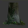 Lush Green Plants Growing Around Tree Stump Base With Natural Bark Texture