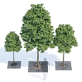 Arbor Collection With Different Sizes Lush Foliage Trunks And Square Bases