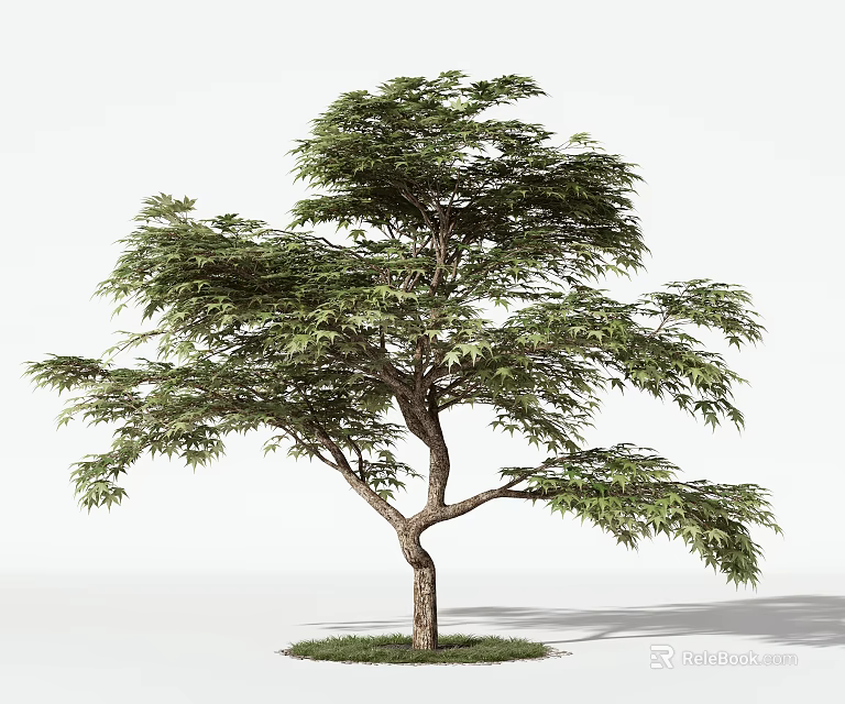 Single Arbor Tree With Lush Green Leaves And Brown Trunk On Grass Base 3d model