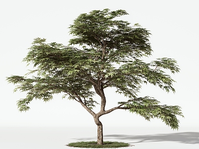 Trees Arbor 3d model